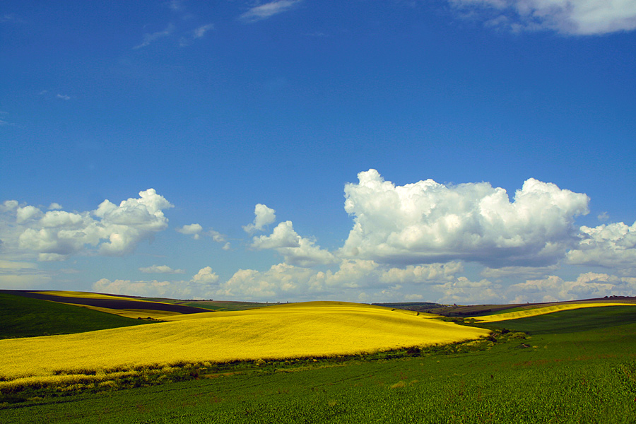 фото "Sweet hills / Сладкий холмы" метки: пейзаж, colza, field, spring, небо, облака