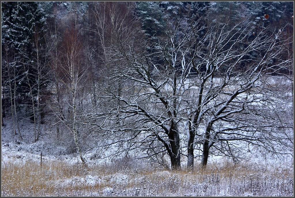 photo "The first snow" tags: landscape, forest, winter
