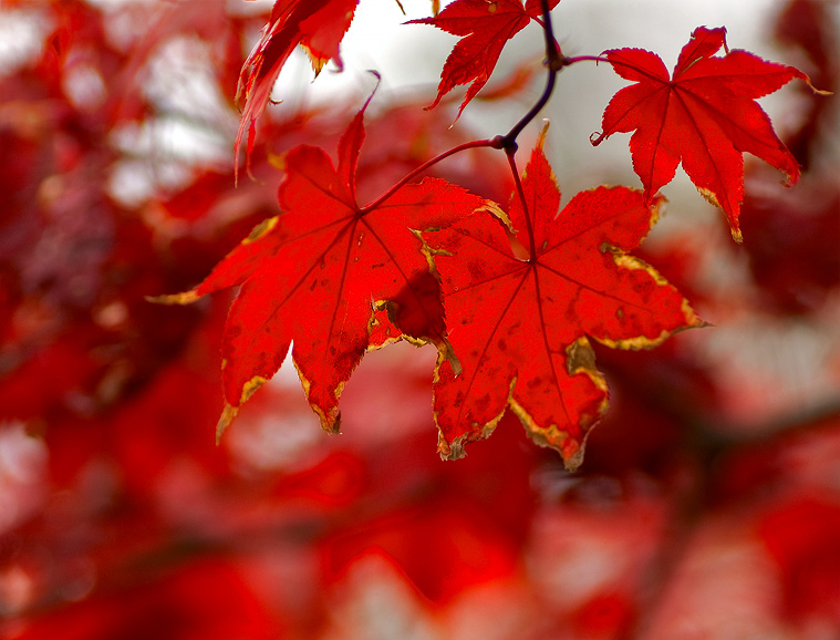 фото "Алая осень..." метки: природа, цветы
