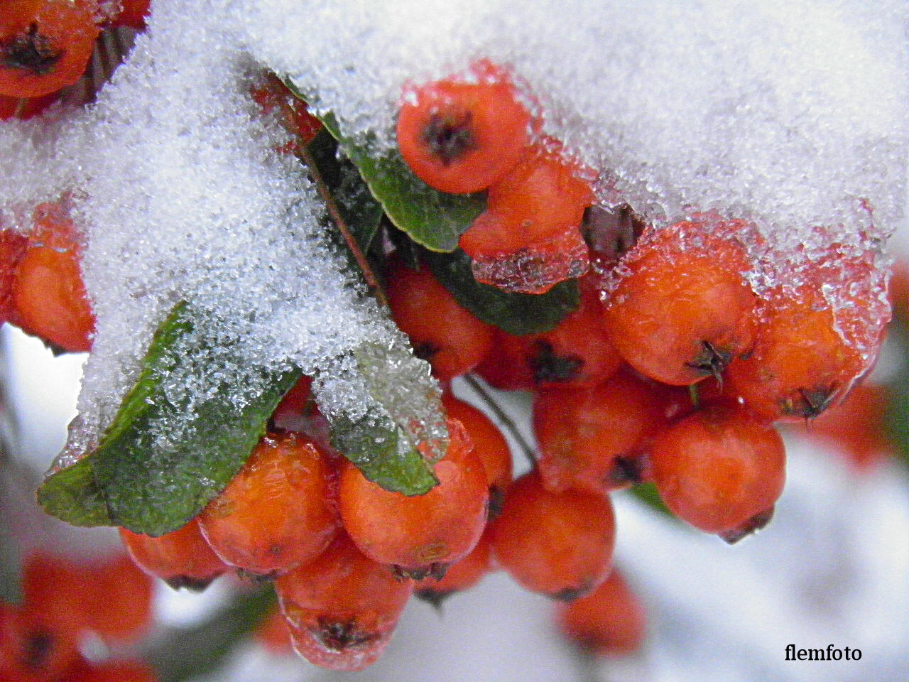 photo "Winterday." tags: nature, flowers