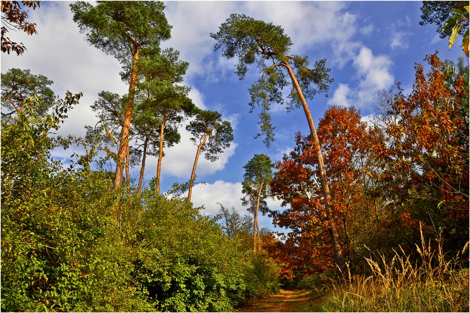 photo "***" tags: landscape, autumn