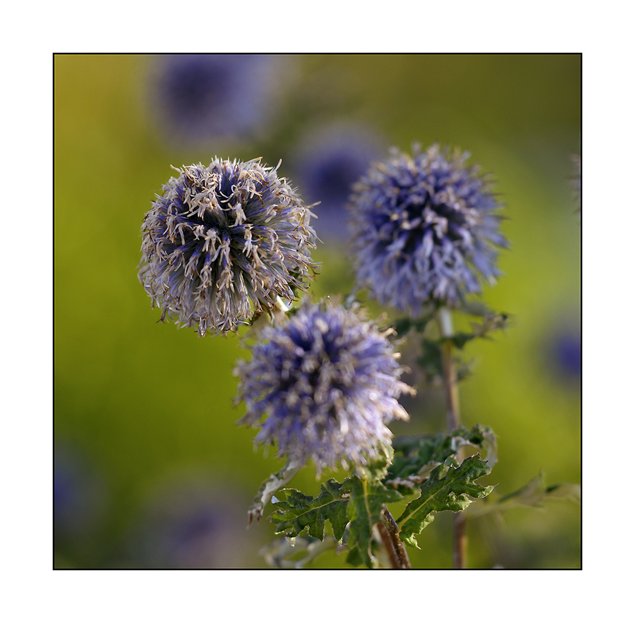 photo "***" tags: nature, flowers