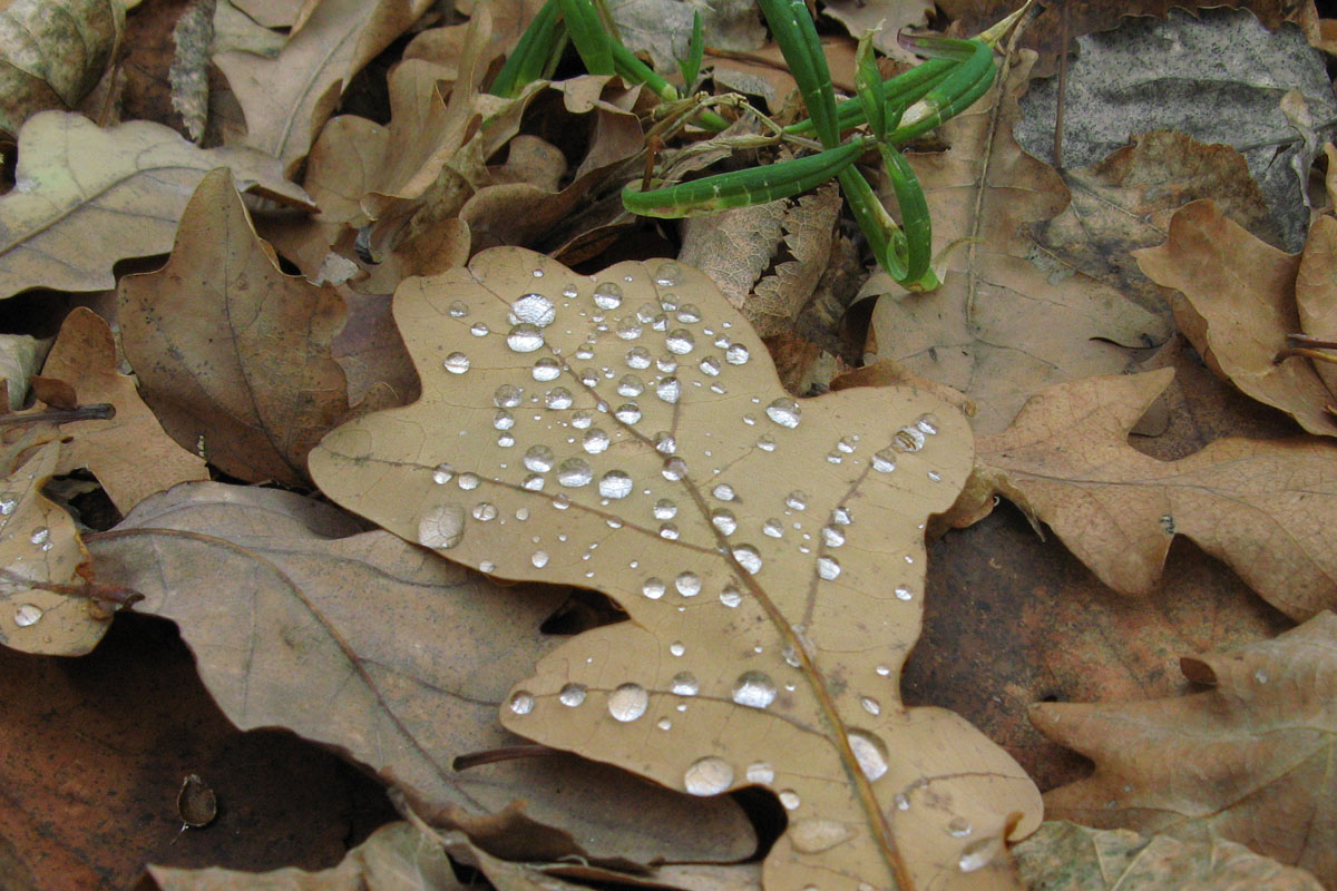 photo "Leaf." tags: nature, still life, flowers