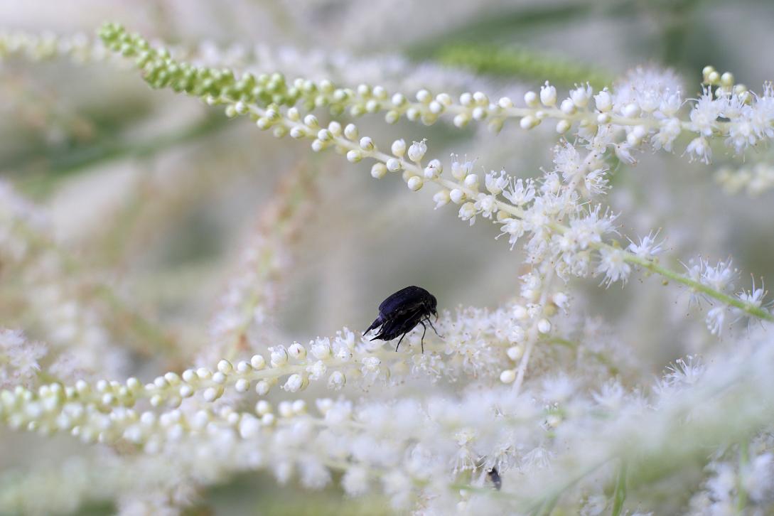фото "their white love" метки: природа, насекомое