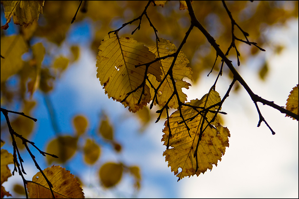 photo "Colours of autumn" tags: nature, flowers