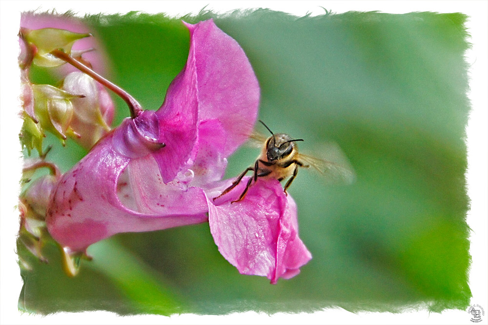 photo "Incoming" tags: nature, insect