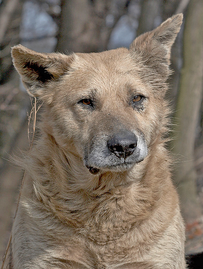 фото "Вожак." метки: природа, домашние животные