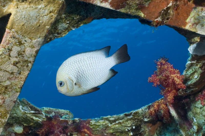 photo "In the window" tags: underwater, 