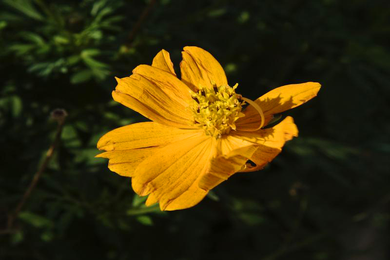photo "***" tags: nature, flowers