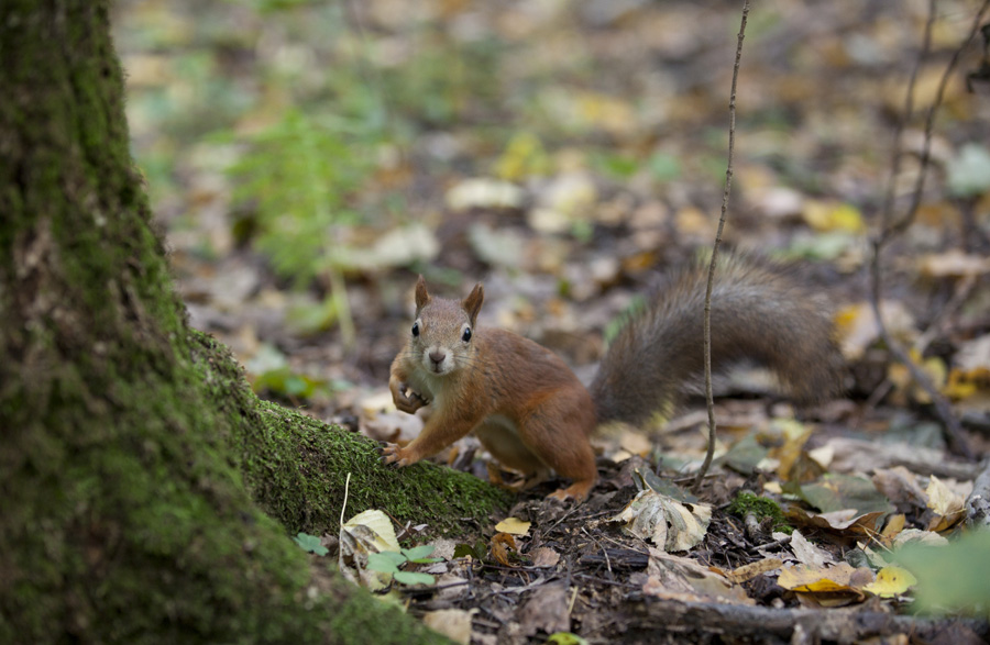 photo "***" tags: nature, wild animals