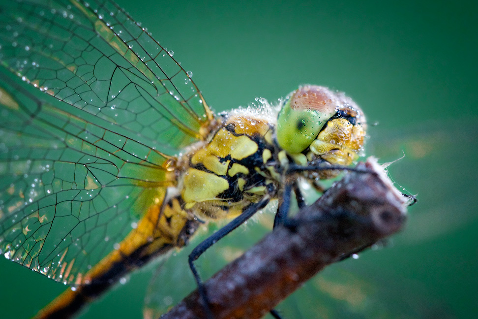 photo "***" tags: nature, insect