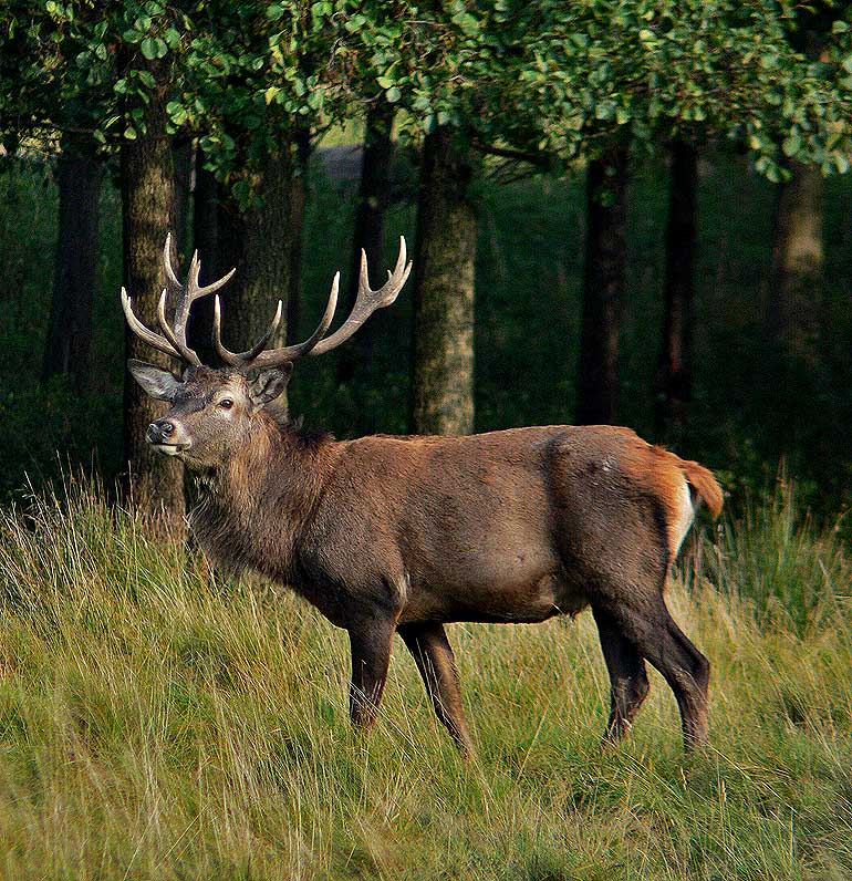 photo "Look at me..." tags: nature, wild animals