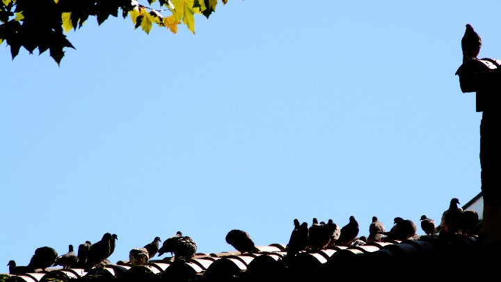 photo "meeting on the roof" tags: nature, wild animals