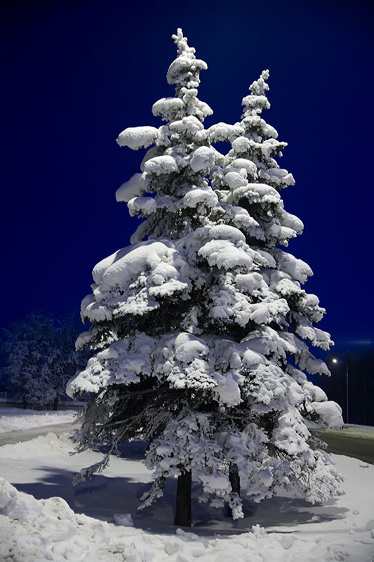 photo "Fur-tree city" tags: landscape, city, winter