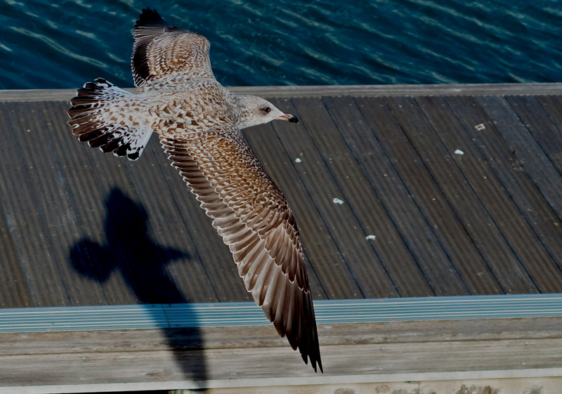 photo "FOLLOW ME" tags: landscape, nature, water, wild animals