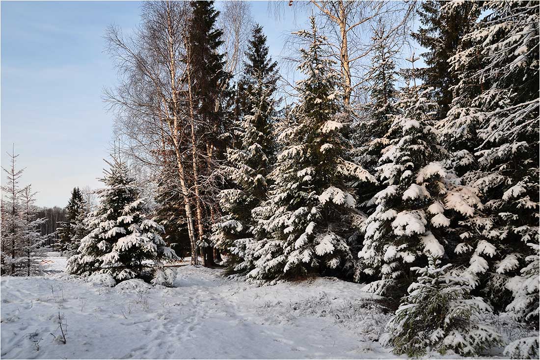 фото "На опушке" метки: пейзаж, зима