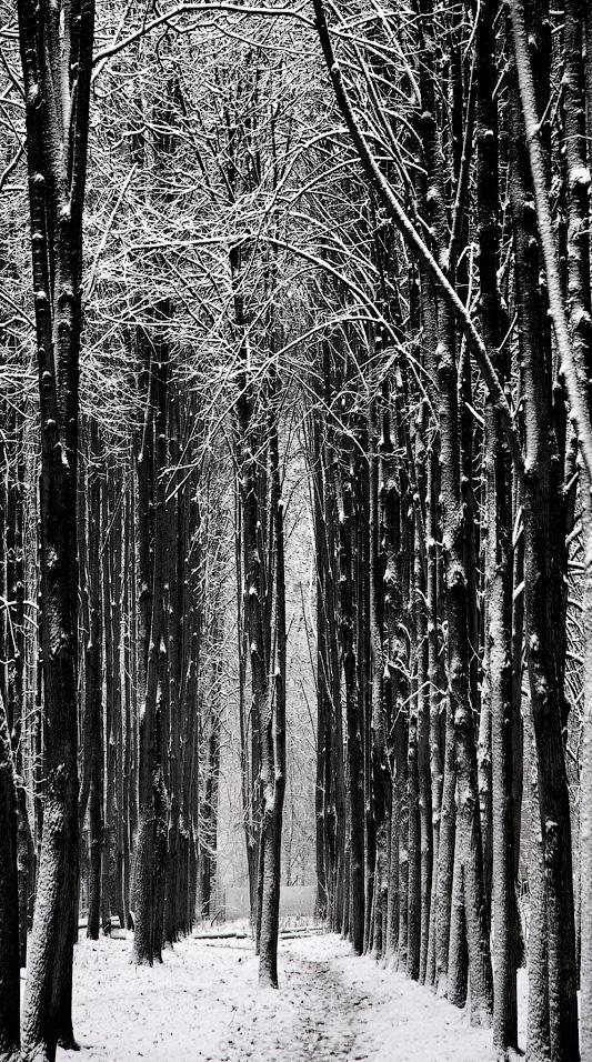 photo "Columns" tags: landscape, forest