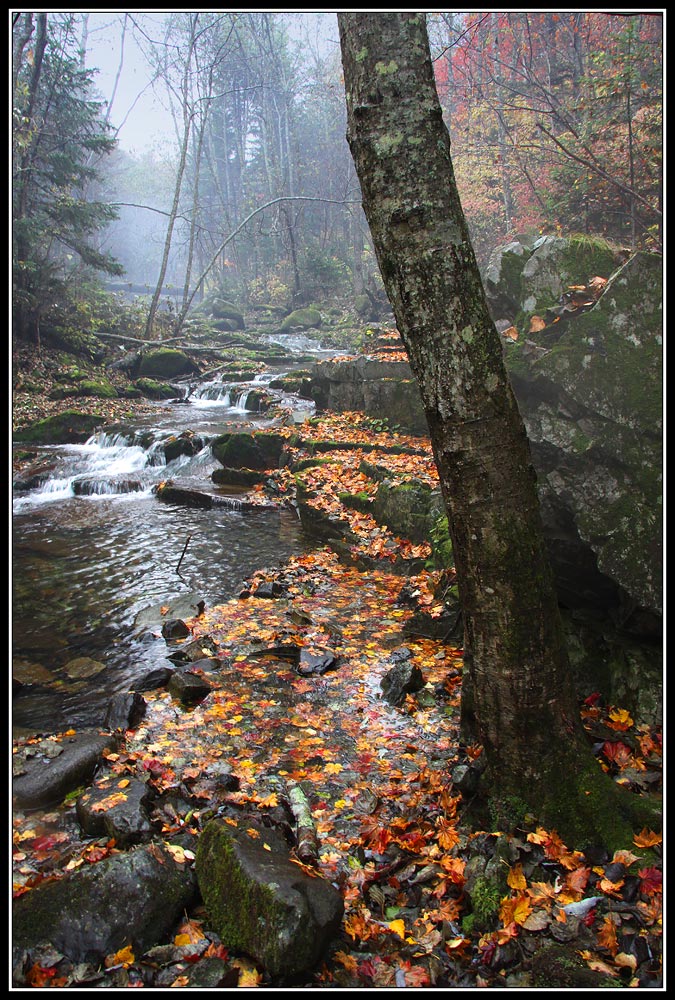 photo "***" tags: landscape, autumn, forest