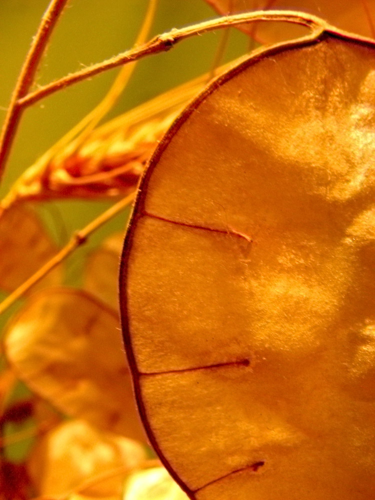 фото "Золотой этюд" метки: природа, макро и крупный план, цветы