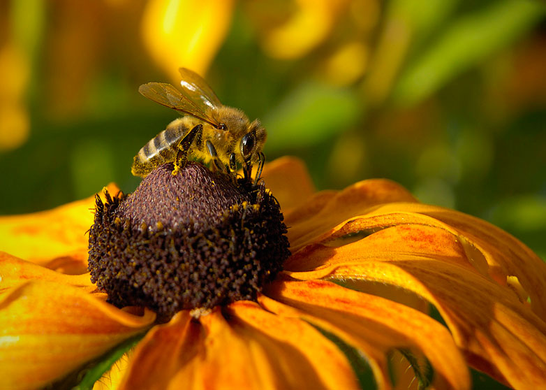 photo "***" tags: nature, insect