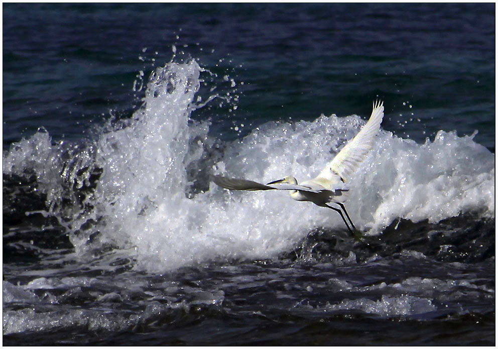 photo "Winged surfer" tags: nature, travel, wild animals