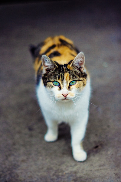 photo "cat" tags: nature, city, pets/farm animals