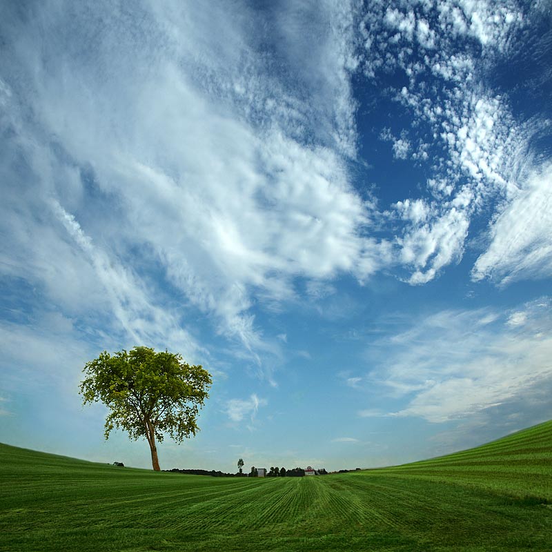 photo "Alone" tags: landscape, summer