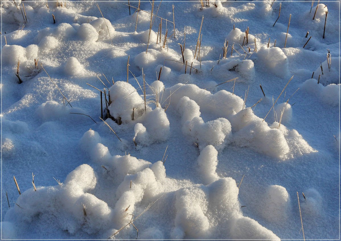 photo "with winter you, my friends!" tags: landscape, macro and close-up, winter