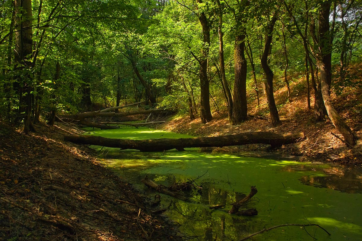 photo "***" tags: landscape, forest, summer