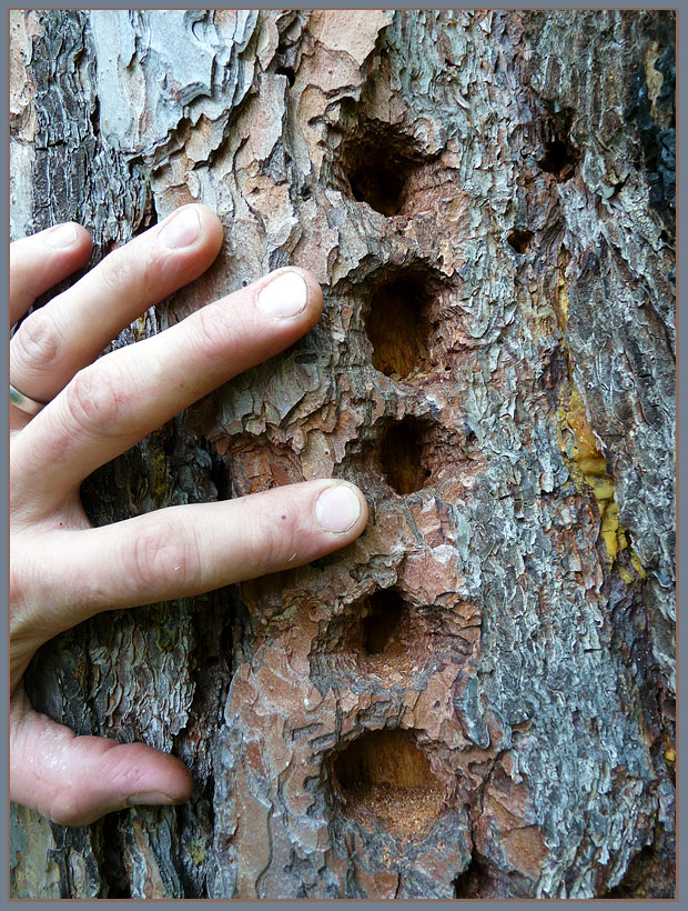 photo "large-caliber woodpecker" tags: nature, genre, 
