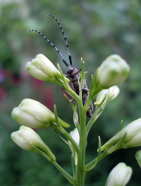 фото "Жучила на верхотуре" метки: природа, макро и крупный план, насекомое