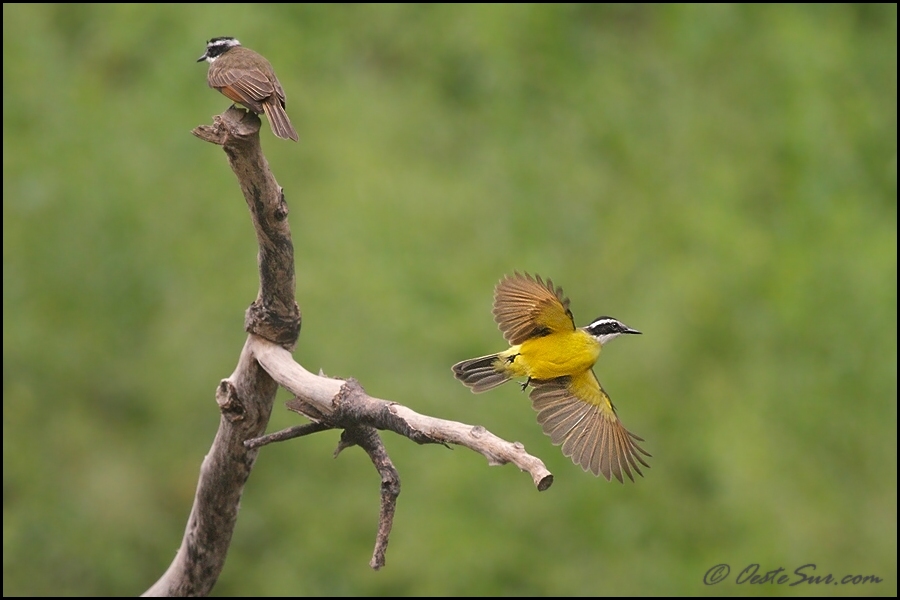 photo "***" tags: nature, wild animals