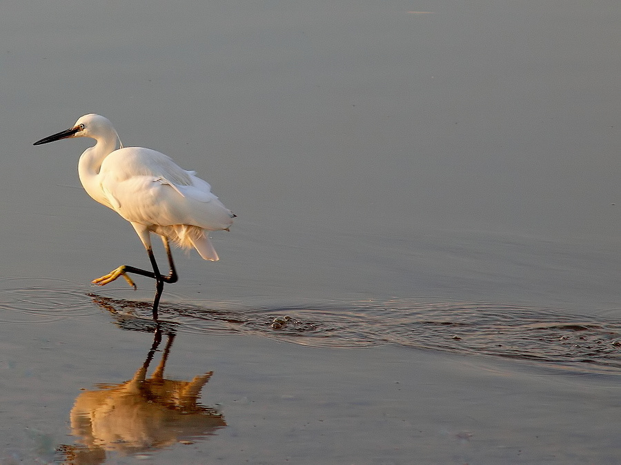 photo ""A Beautiful White Heron..."" tags: nature, wild animals
