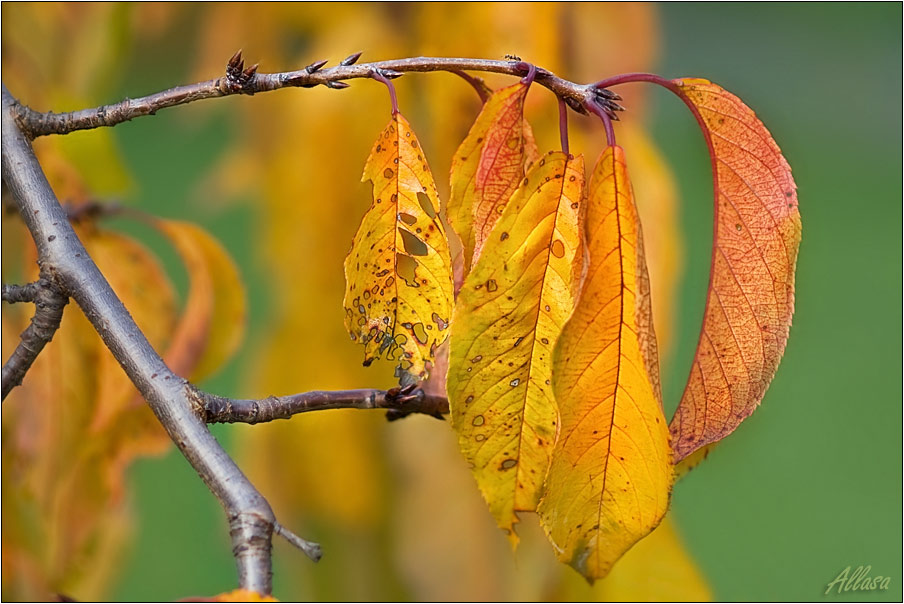 photo "***" tags: landscape, autumn