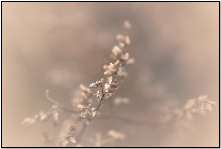 photo "***" tags: nature, macro and close-up, flowers