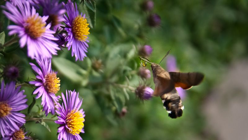 photo "***" tags: nature, travel, Asia, insect