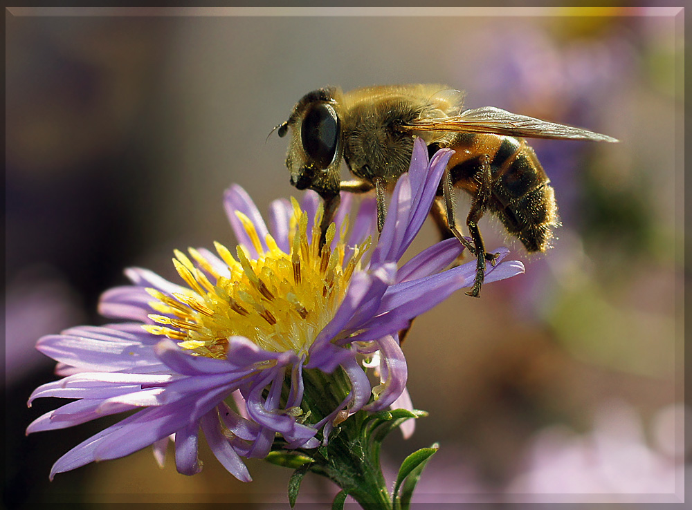 photo "макро муха" tags: macro and close-up, nature, insect