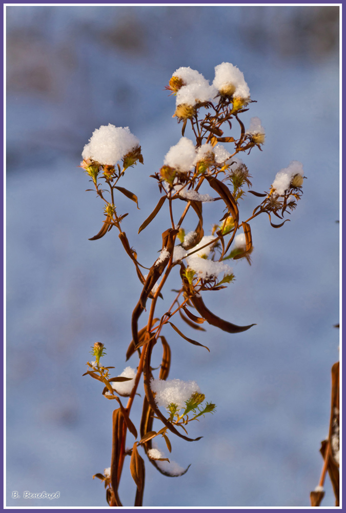 фото "Зимние цветы" метки: природа, цветы