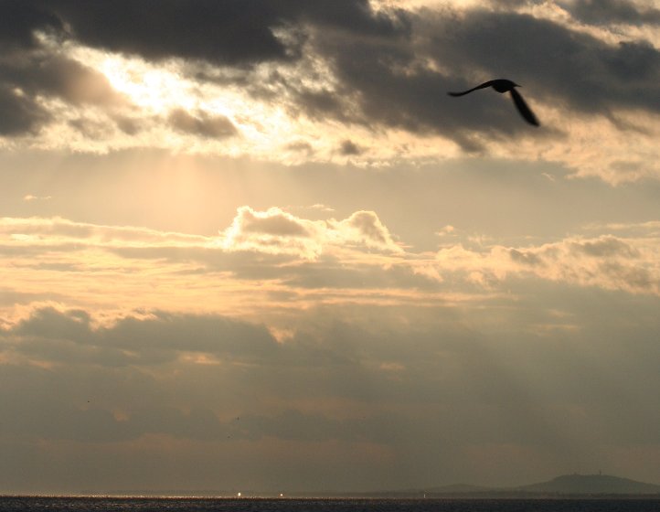 photo "flying n the evening" tags: landscape, water