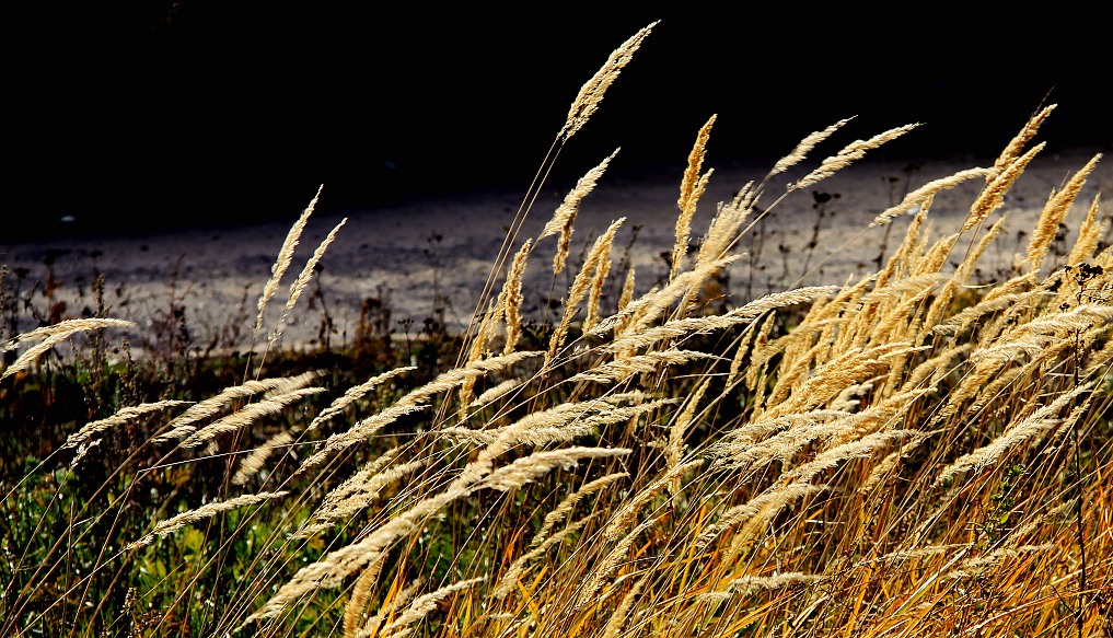 photo "***" tags: landscape, autumn