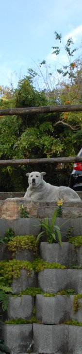 photo "guarDing" tags: portrait, nature, pets/farm animals