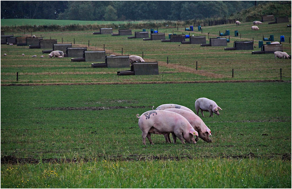 photo "***" tags: nature, pets/farm animals