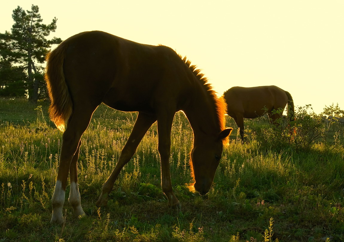 photo "***" tags: nature, landscape, pets/farm animals, sunset