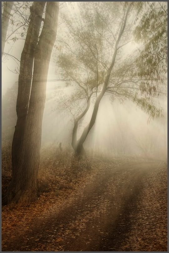фото "Утро в лесу..." метки: пейзаж, осень