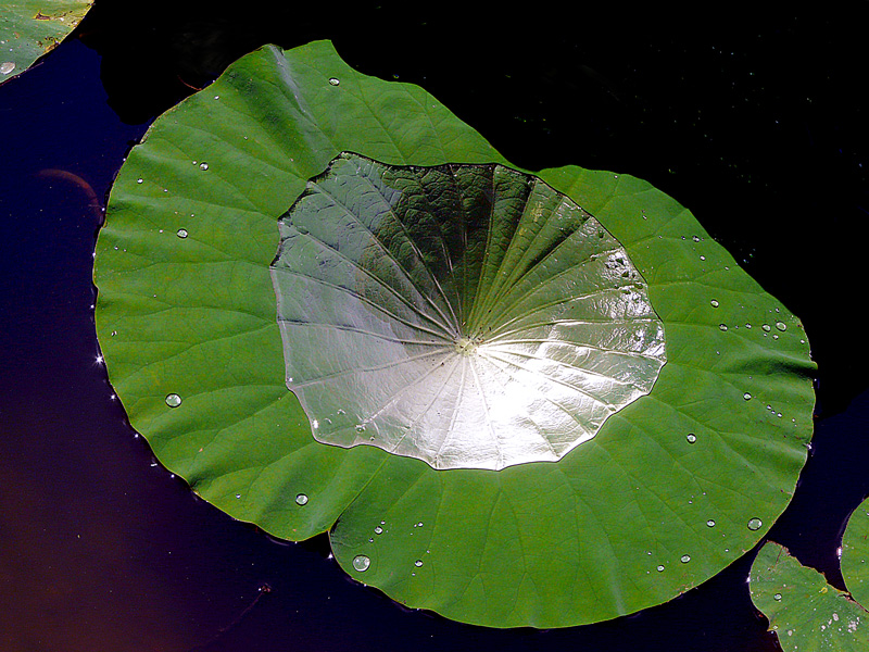 фото "Leaf with Diamond / Лист с Алмазом" метки: природа, макро и крупный план, green, leaves, lotus, вода, цветы