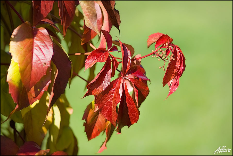 photo "***" tags: landscape, autumn