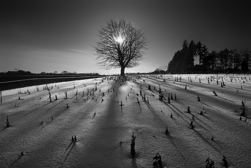 photo "Burning Tree" tags: landscape, 