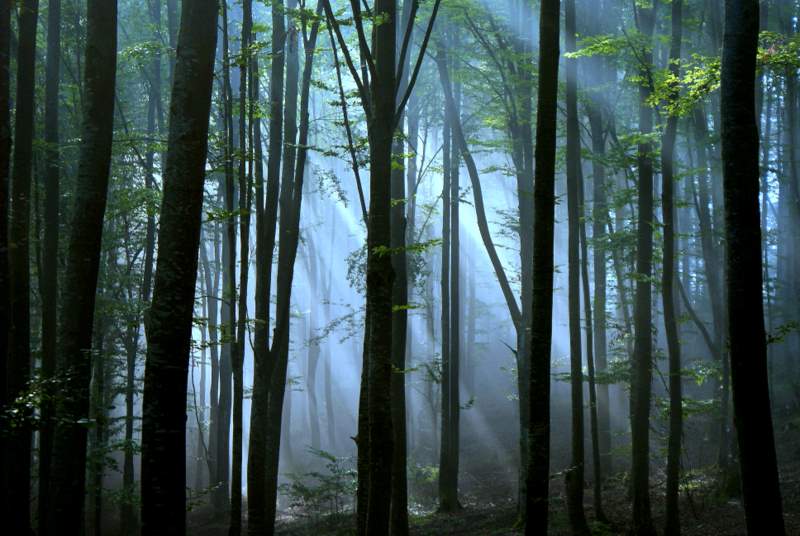 photo "***" tags: landscape, forest