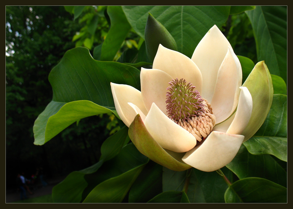 photo "***" tags: nature, macro and close-up, flowers