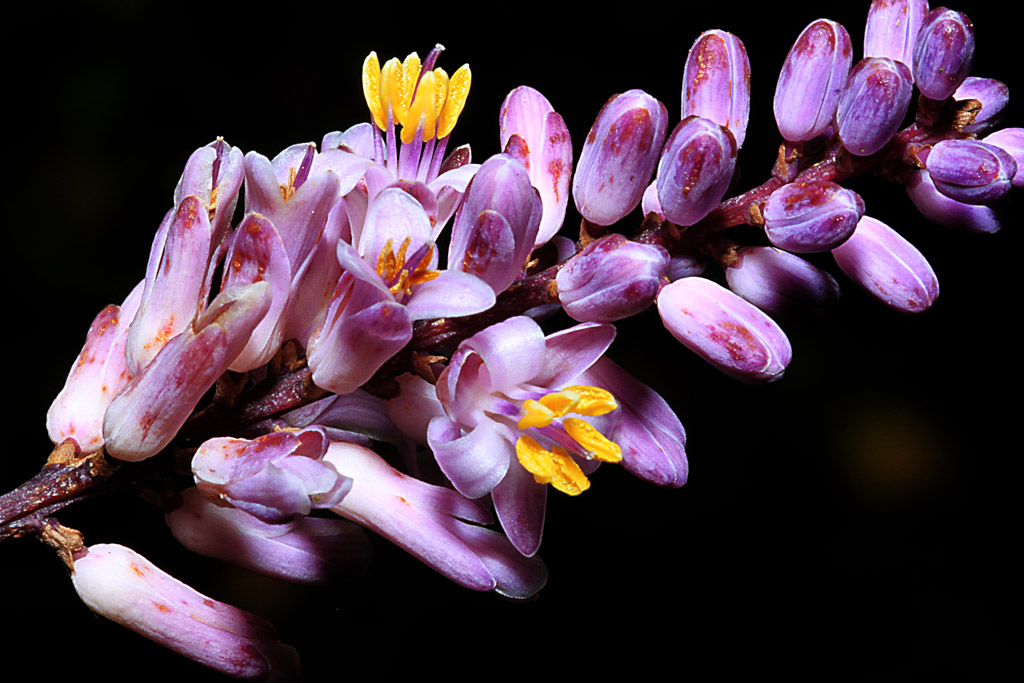 фото "Blossoming Beauty" метки: природа, макро и крупный план, цветы
